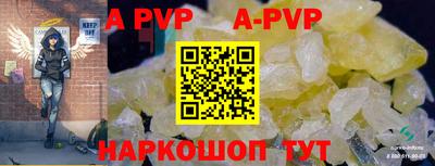 гашик Кингисепп