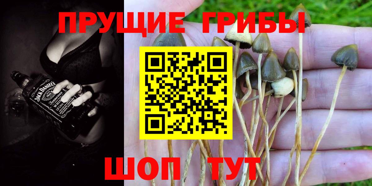 Королёв  Псилоцибиновые грибы Psilocybe  Вход с VPN 